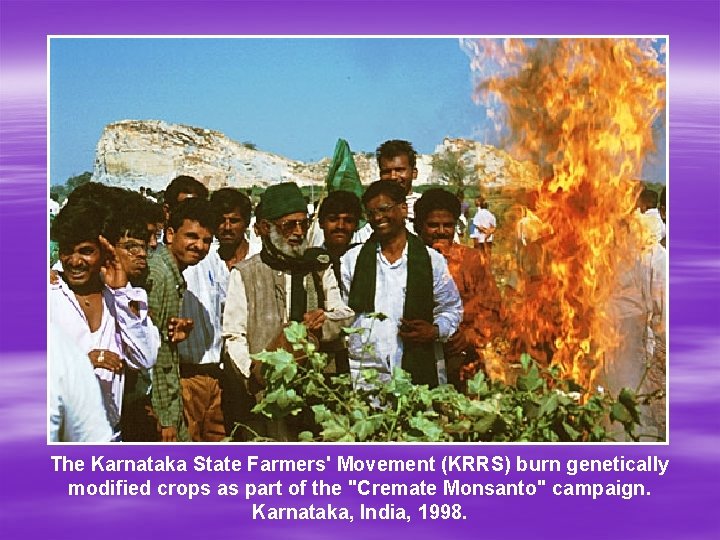 The Karnataka State Farmers' Movement (KRRS) burn genetically modified crops as part of the