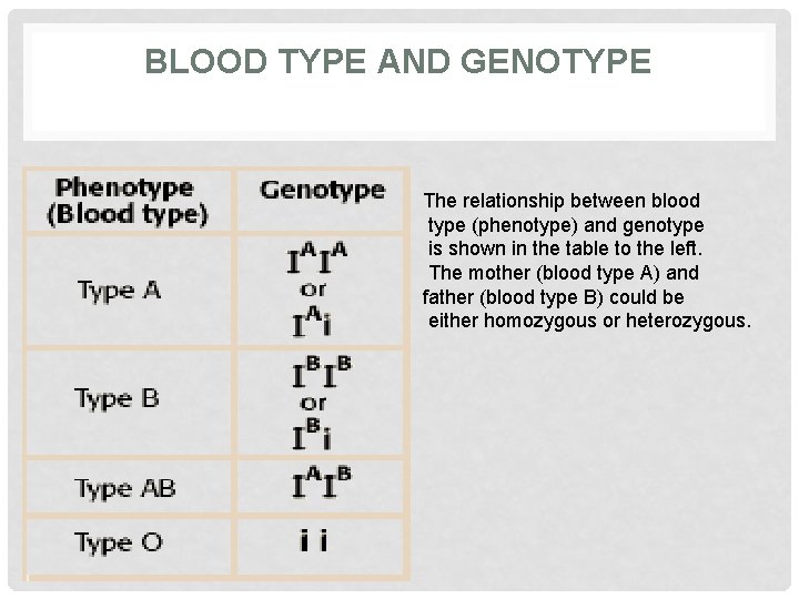 BLOOD TYPE AND GENOTYPE The relationship between blood type (phenotype) and genotype is shown