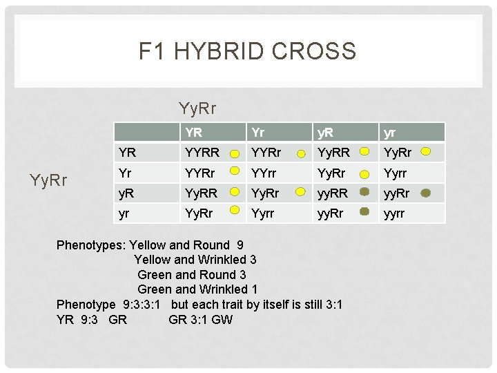 F 1 HYBRID CROSS Yy. Rr YR Yr y. R yr YR YYRr Yy.