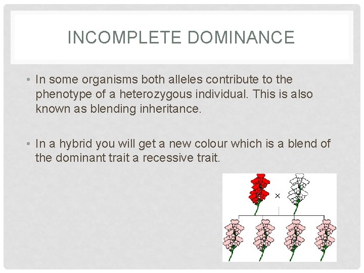 INCOMPLETE DOMINANCE • In some organisms both alleles contribute to the phenotype of a