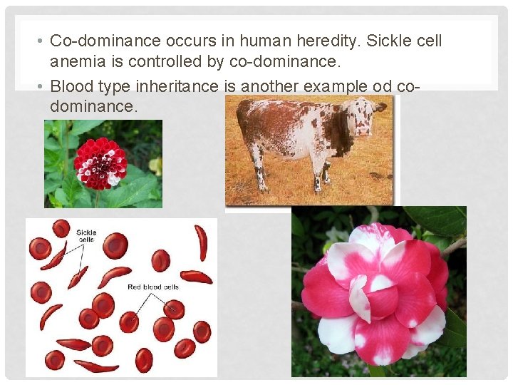  • Co-dominance occurs in human heredity. Sickle cell anemia is controlled by co-dominance.