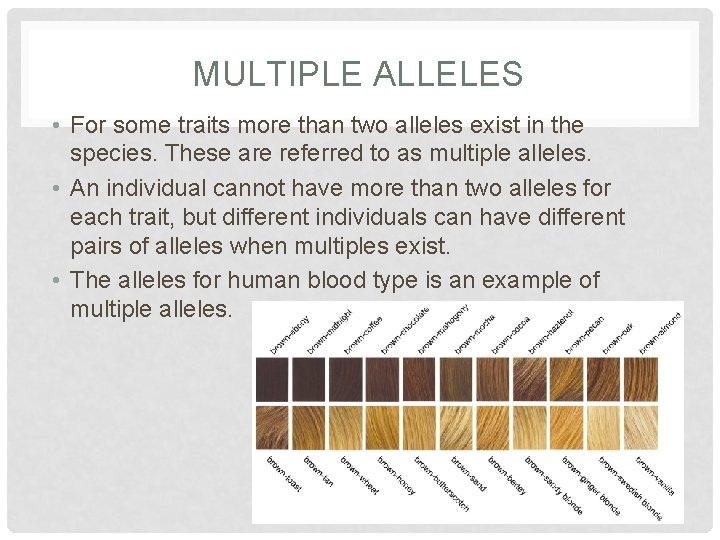 MULTIPLE ALLELES • For some traits more than two alleles exist in the species. MULTIPLE ALLELES • For some traits more than two alleles exist in the species.