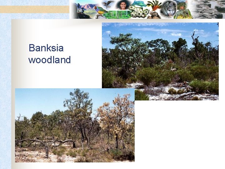 Banksia woodland 
