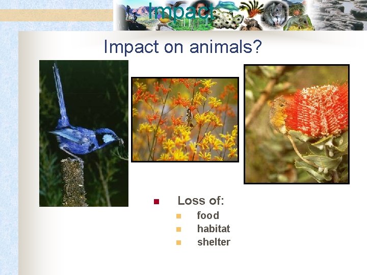 Impact on animals? n Loss of: n n n food habitat shelter 