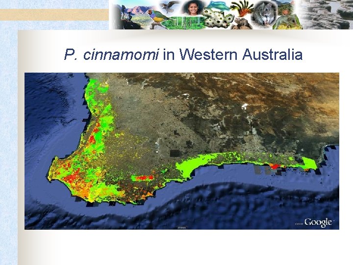 P. cinnamomi in Western Australia 