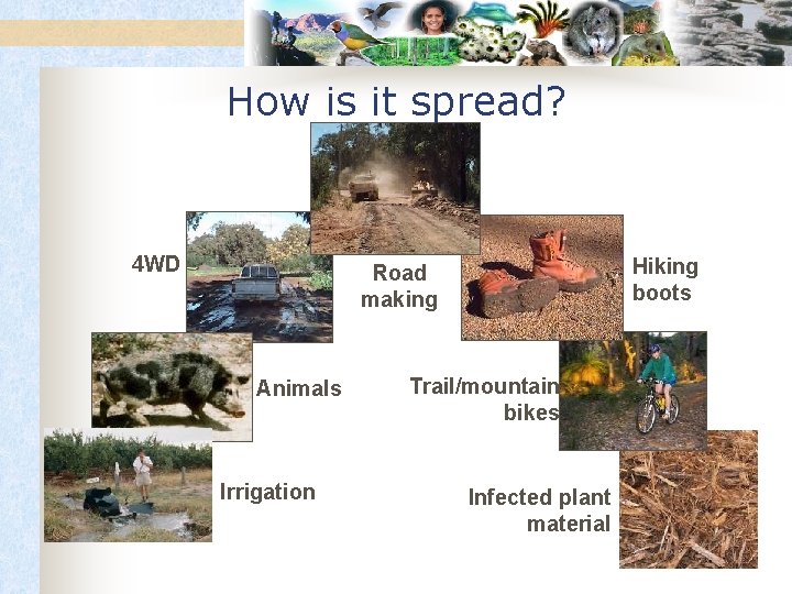 How is it spread? 4 WD Hiking boots Road making Animals Irrigation Trail/mountain bikes