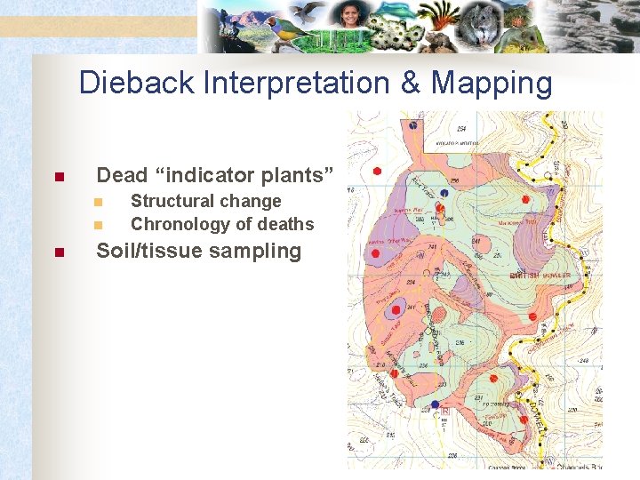 Dieback Interpretation & Mapping n Dead “indicator plants” n n n Structural change Chronology