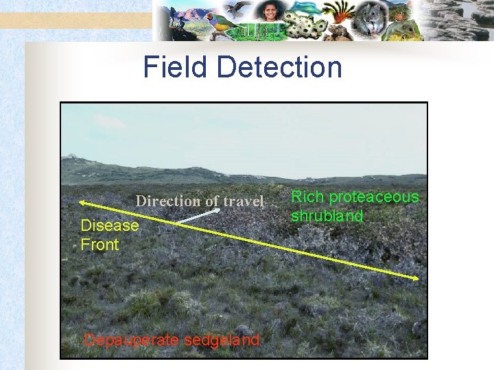 Field Detection Direction of travel Disease Front Depauperate sedgeland Rich proteaceous shrubland 