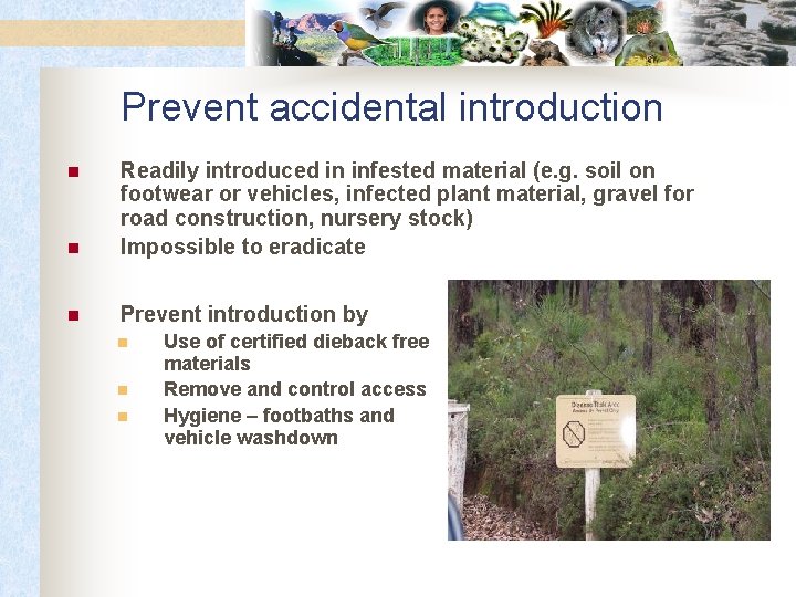 Prevent accidental introduction n Readily introduced in infested material (e. g. soil on footwear