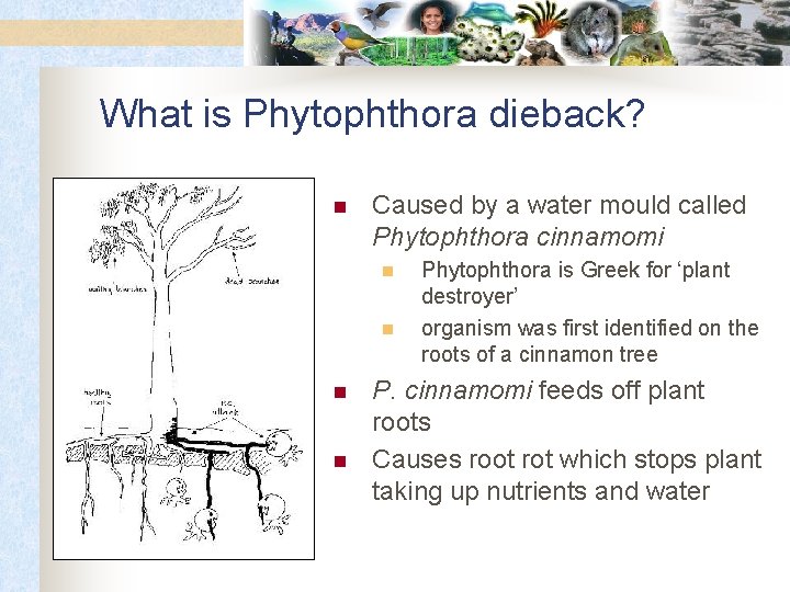 What is Phytophthora dieback? n Caused by a water mould called Phytophthora cinnamomi n