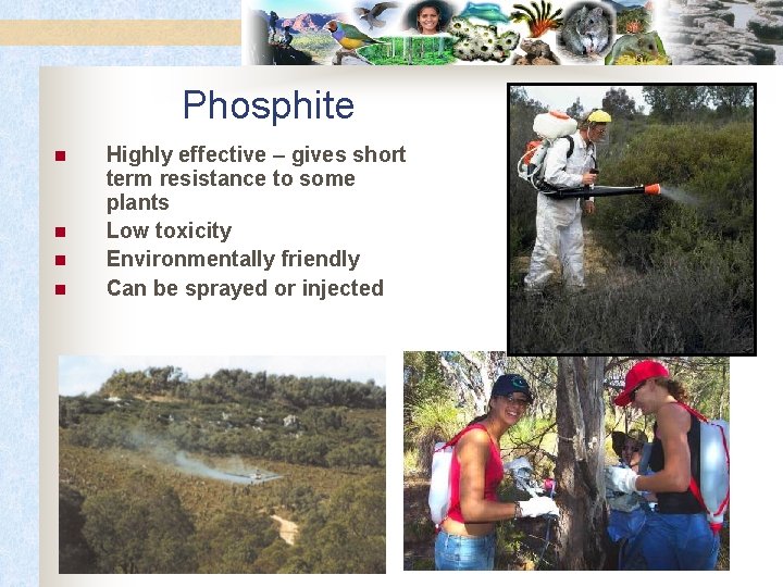 Phosphite n n Highly effective – gives short term resistance to some plants Low