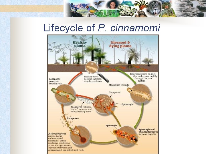 Lifecycle of P. cinnamomi 