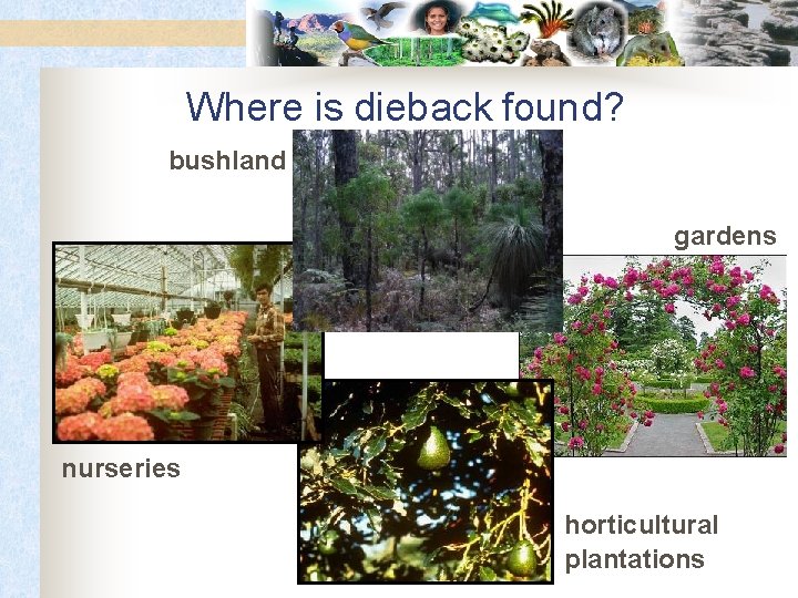 Where is dieback found? bushland gardens nurseries horticultural plantations 
