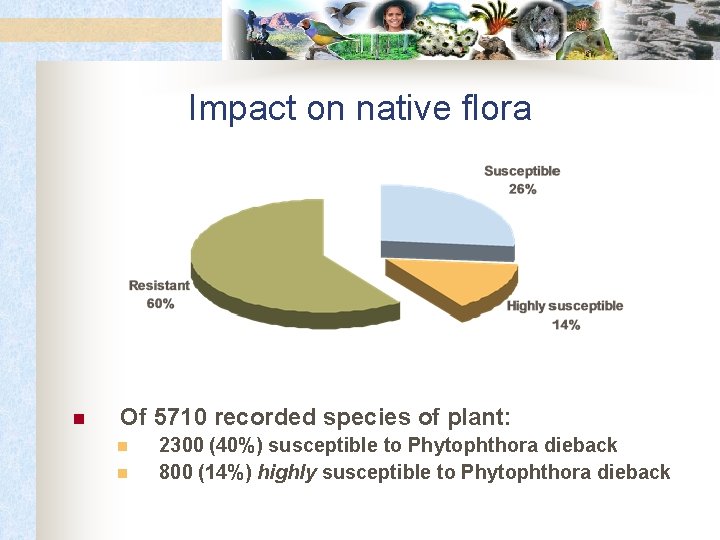 Impact on native flora n Of 5710 recorded species of plant: n n 2300