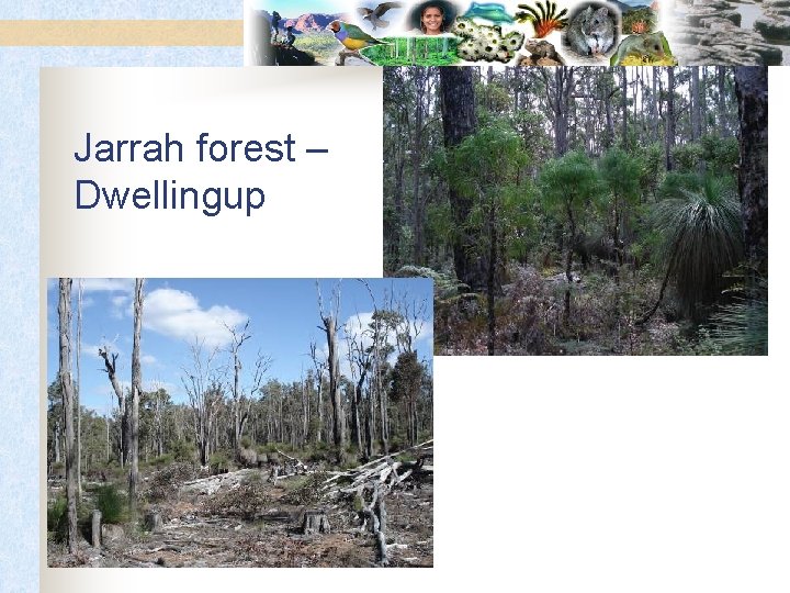 Jarrah forest – Dwellingup 