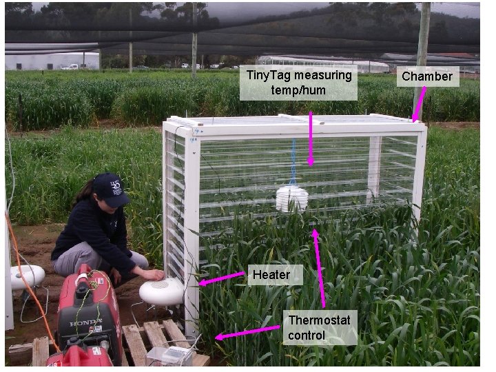 Heat stress in wheat Tiny. Tag measuring temp/hum Heater Thermostat control Chamber 