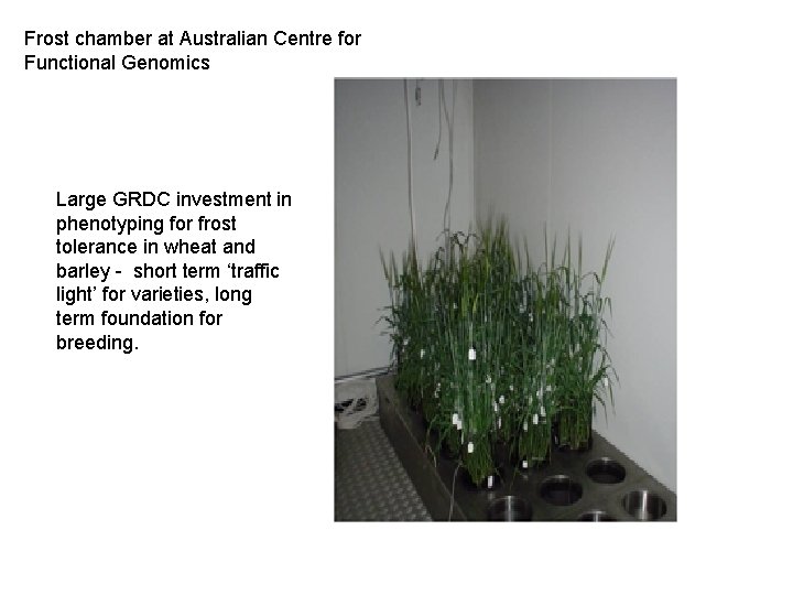 Frost chamber at Australian Centre for Functional Genomics Large GRDC investment in phenotyping for