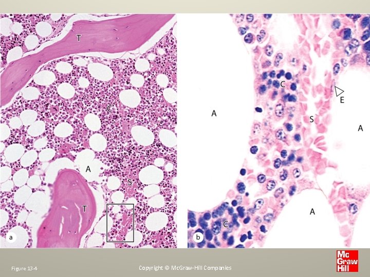 Figure 13 -4 Copyright © Mc. Graw-Hill Companies 
