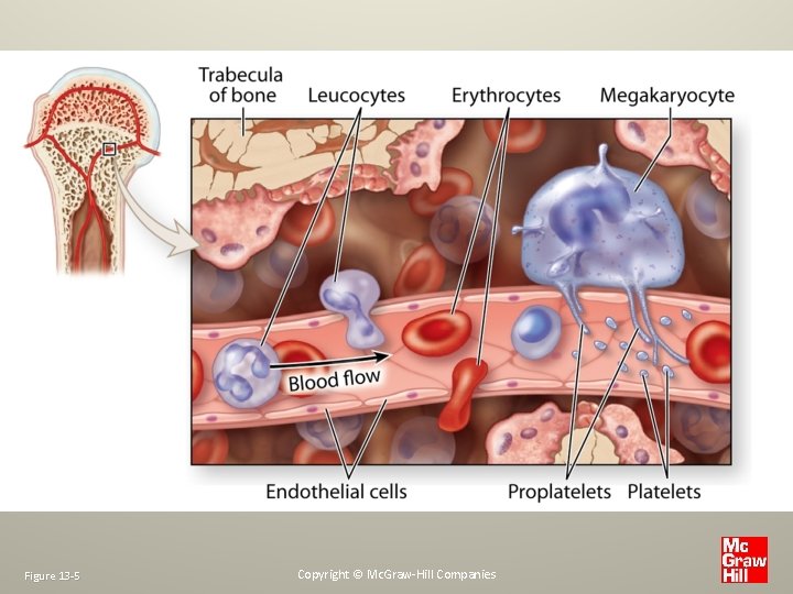 Figure 13 -5 Copyright © Mc. Graw-Hill Companies 