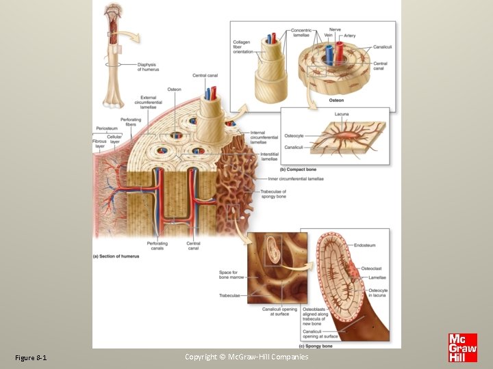 Figure 8 -1 Copyright © Mc. Graw-Hill Companies 
