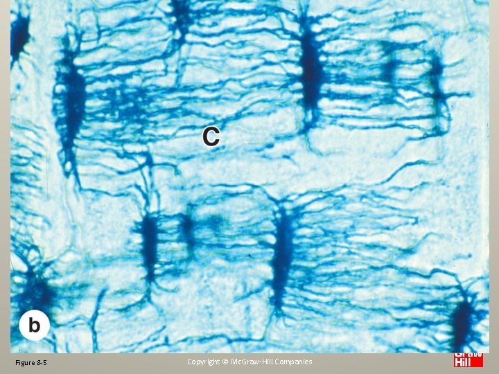 Figure 8 -5 Copyright © Mc. Graw-Hill Companies 