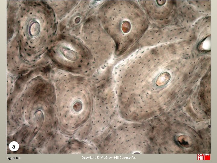 Figure 8 -8 Copyright © Mc. Graw-Hill Companies 