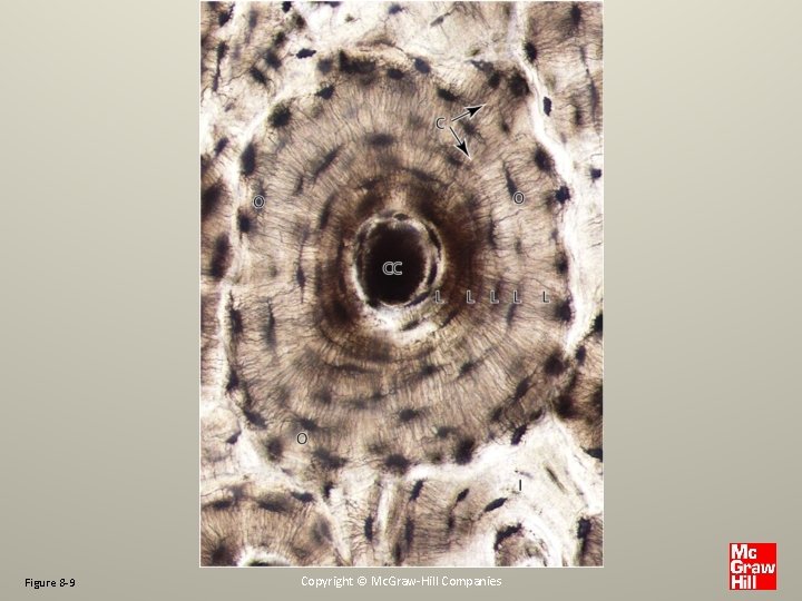 Figure 8 -9 Copyright © Mc. Graw-Hill Companies 