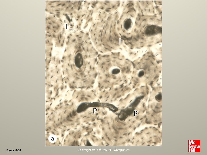 Figure 8 -10 Copyright © Mc. Graw-Hill Companies 