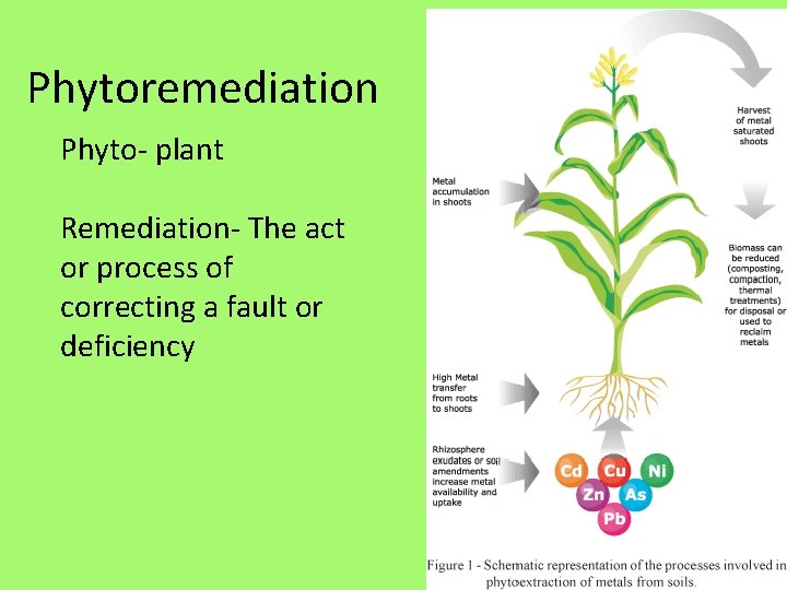 Phytoremediation Phyto- plant Remediation- The act or process of correcting a fault or deficiency