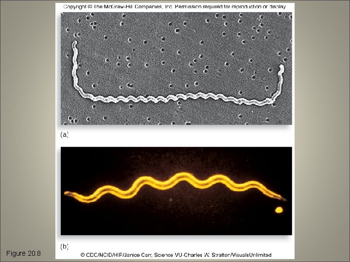 Figure 20. 8 