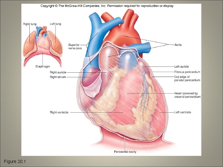 Figure 20. 1 