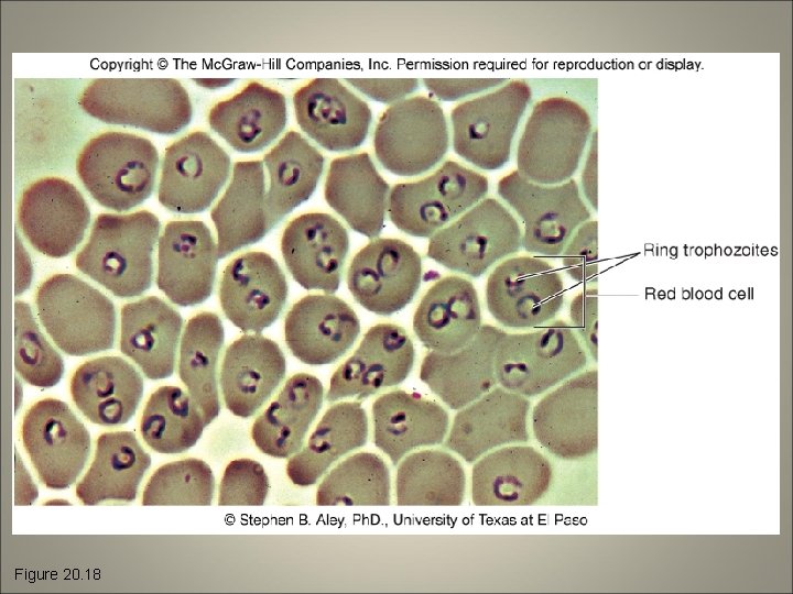 Figure 20. 18 