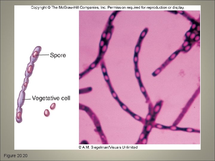 Figure 20. 20 