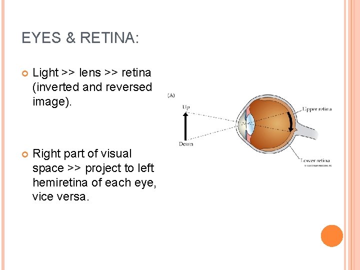EYES & RETINA: Light >> lens >> retina (inverted and reversed image). Right part