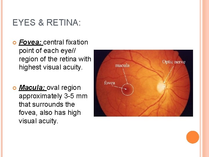 EYES & RETINA: Fovea: central fixation point of each eye// region of the retina