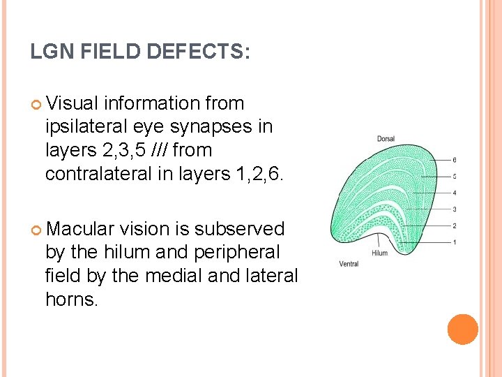 LGN FIELD DEFECTS: Visual information from ipsilateral eye synapses in layers 2, 3, 5