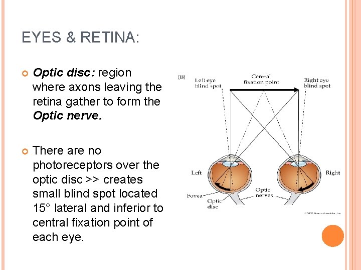 EYES & RETINA: Optic disc: region where axons leaving the retina gather to form