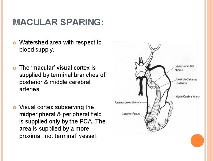 MACULAR SPARING: Watershed area with respect to blood supply. The ‘macular’ visual cortex is