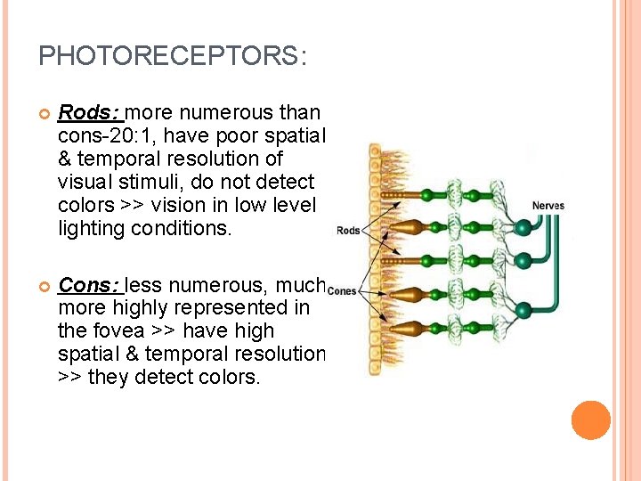 PHOTORECEPTORS: Rods: more numerous than cons-20: 1, have poor spatial & temporal resolution of