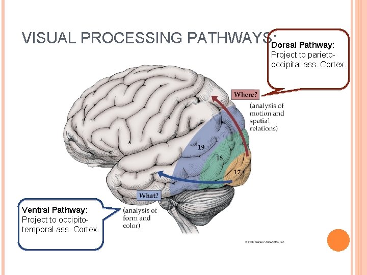 VISUAL PROCESSING PATHWAYS: Dorsal Pathway: Project to parietooccipital ass. Cortex. Ventral Pathway: Project to