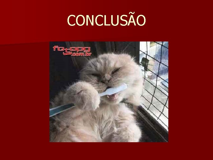 CONCLUSÃO 