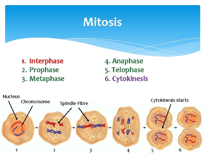 Mitosis 1. Interphase 2. Prophase 3. Metaphase Nucleus 1 Chromosome 4. Anaphase 5. Telophase
