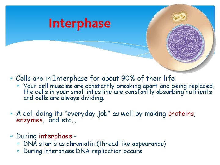 Interphase Cells are in Interphase for about 90% of their life Your cell muscles