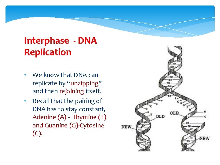 Interphase - DNA Replication • We know that DNA can replicate by “unzipping” and