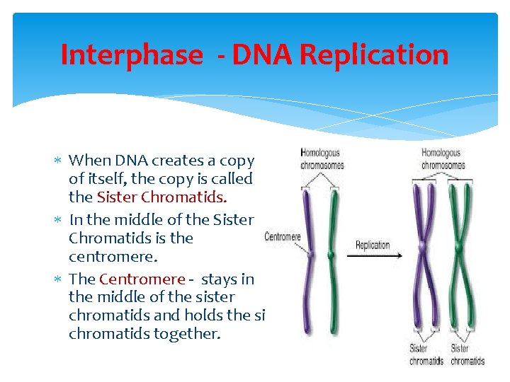 Interphase - DNA Replication When DNA creates a copy of itself, the copy is