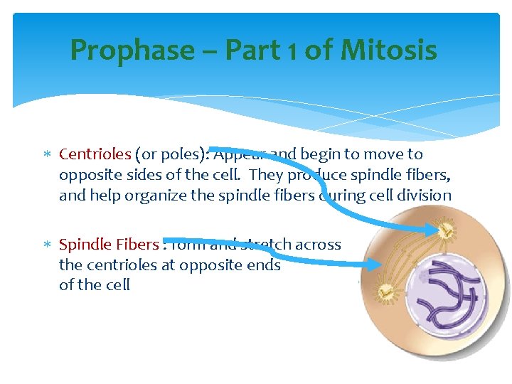 Prophase – Part 1 of Mitosis Centrioles (or poles): Appear and begin to move