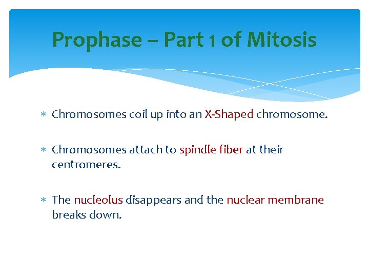 Prophase – Part 1 of Mitosis Chromosomes coil up into an X-Shaped chromosome. Chromosomes