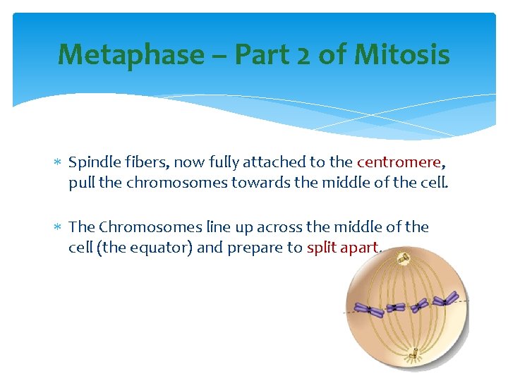 Metaphase – Part 2 of Mitosis Spindle fibers, now fully attached to the centromere,