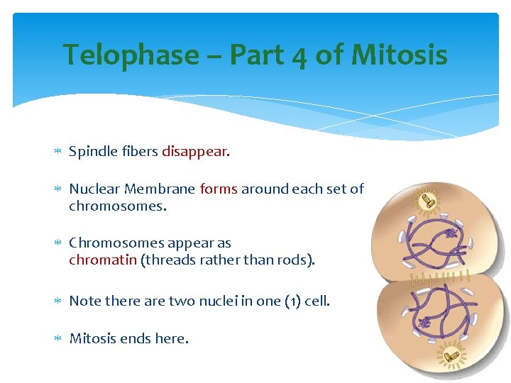 Telophase – Part 4 of Mitosis Spindle fibers disappear. Nuclear Membrane forms around each