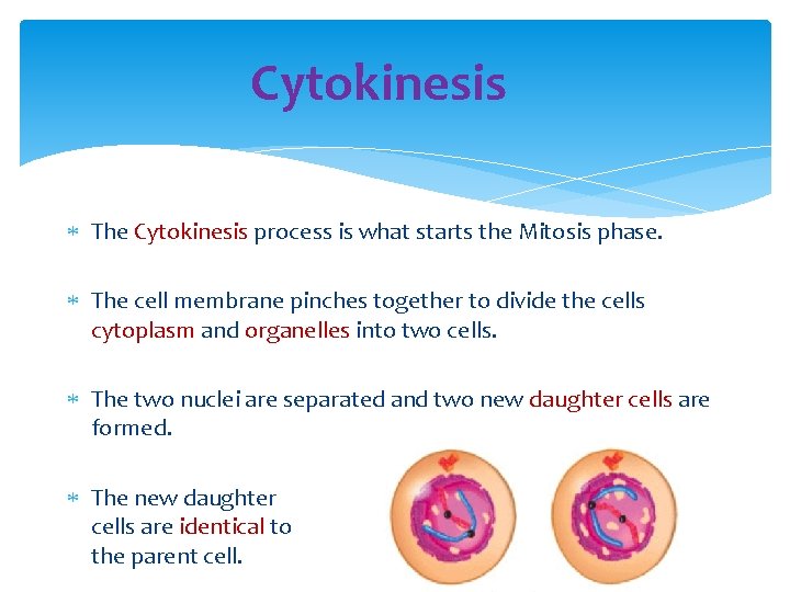 Cytokinesis The Cytokinesis process is what starts the Mitosis phase. The cell membrane pinches